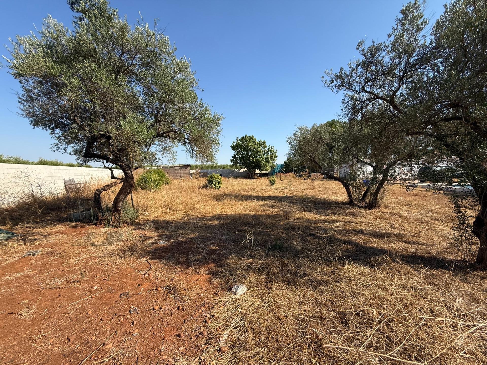 Fincas y solares-Venta-Carmona-1831436-Foto-4