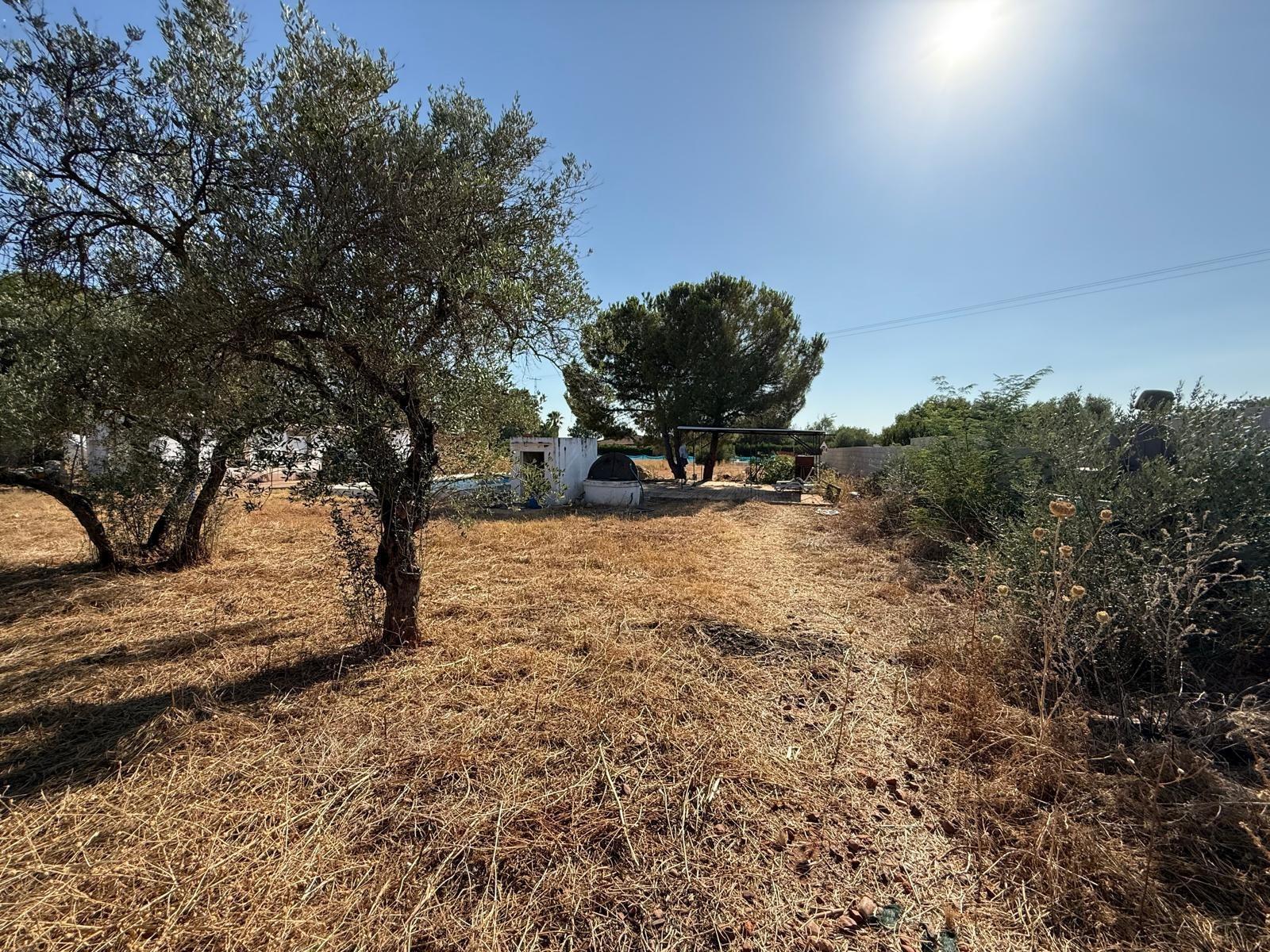 Fincas y solares-Venta-Carmona-1831436-Foto-15