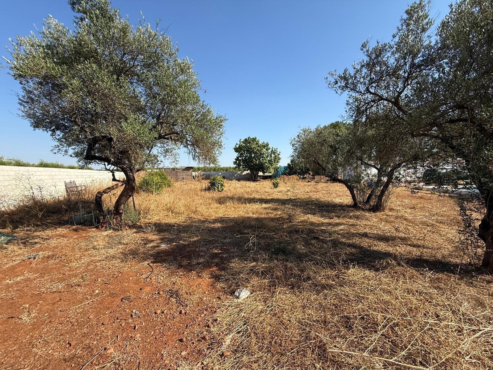 Fincas y solares-Venta-Carmona-1831436-Foto-14