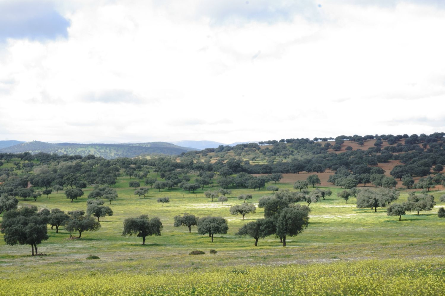 Fincas y solares-Venta-Almadenejos-1071020-Foto-8
