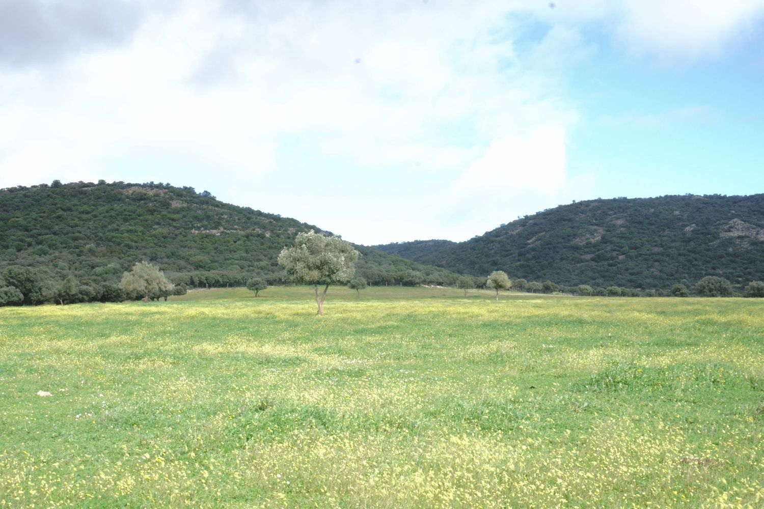 Fincas y solares-Venta-Almadenejos-1071020-Foto-9