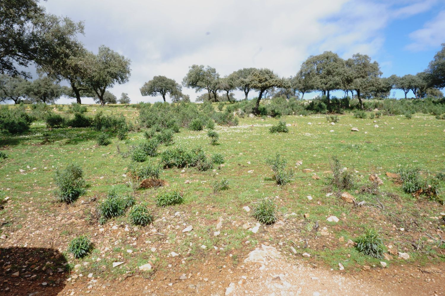 Fincas y solares-Venta-Almadenejos-1071020-Foto-11