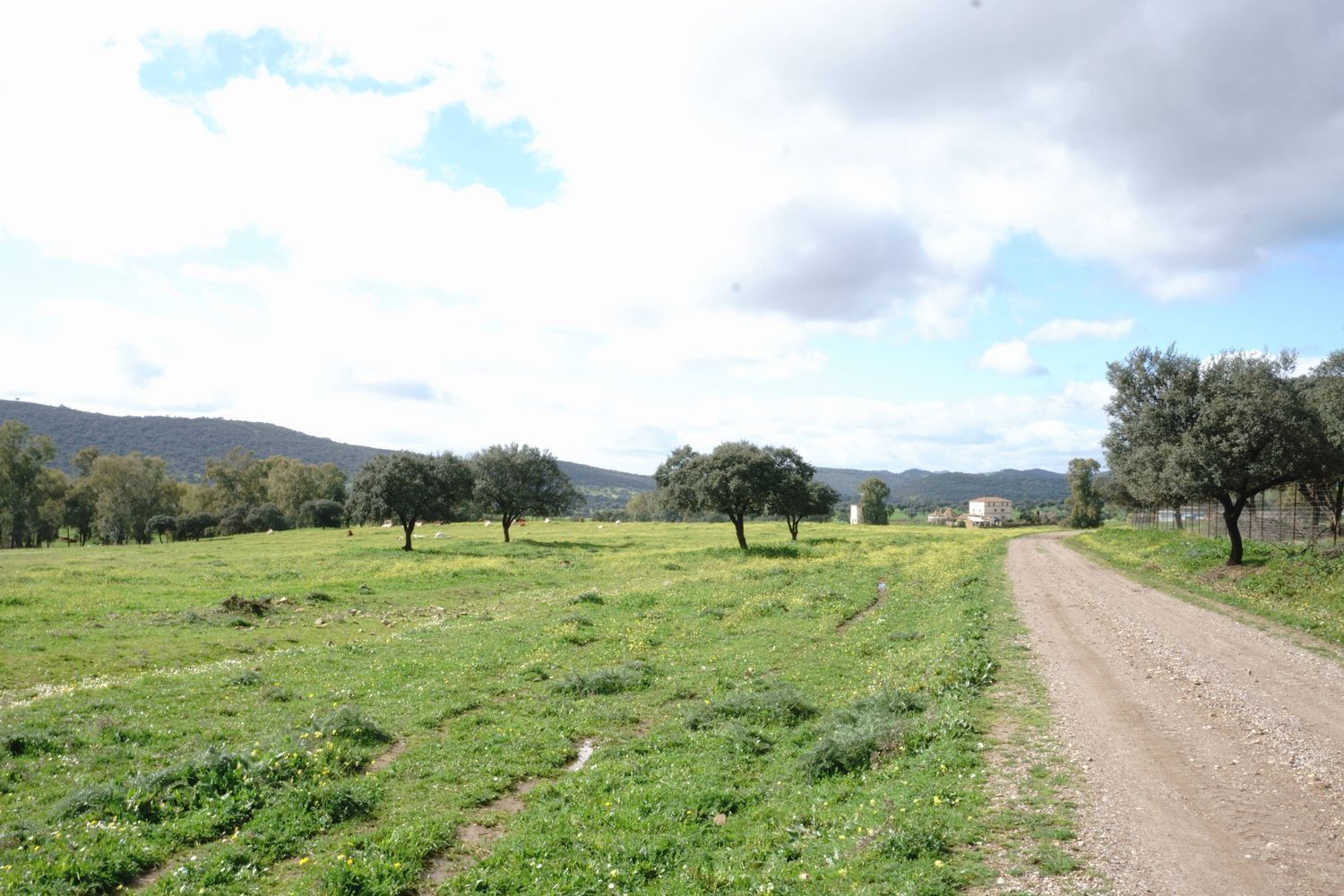 Fincas y solares-Venta-Almadenejos-1071020-Foto-17