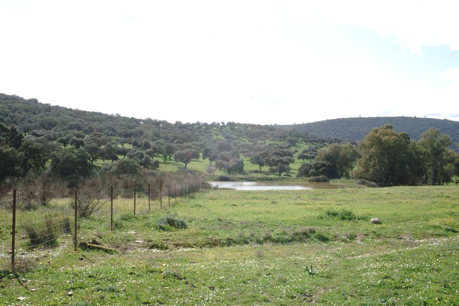 Fincas y solares-Venta-Almadenejos-1071020-Foto-16