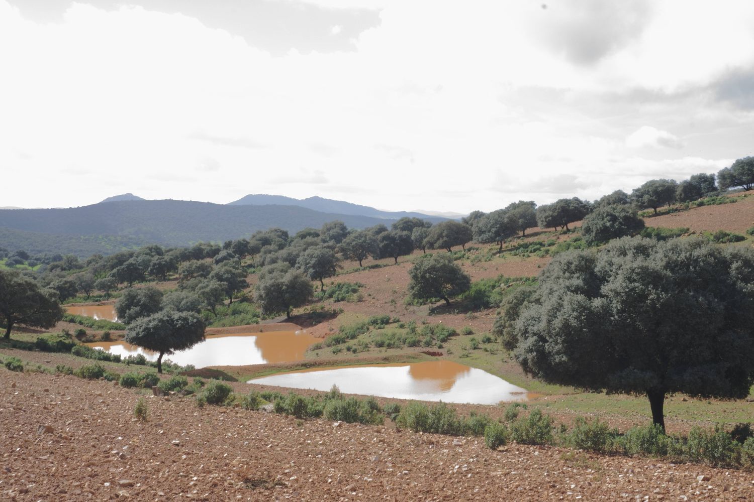 Fincas y solares-Venta-Almadenejos-1071020-Foto-23