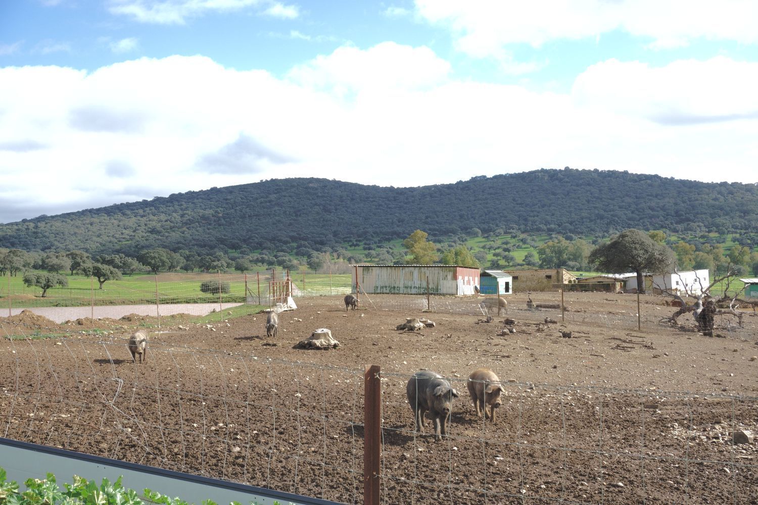 Fincas y solares-Venta-Almadenejos-1071020-Foto-34