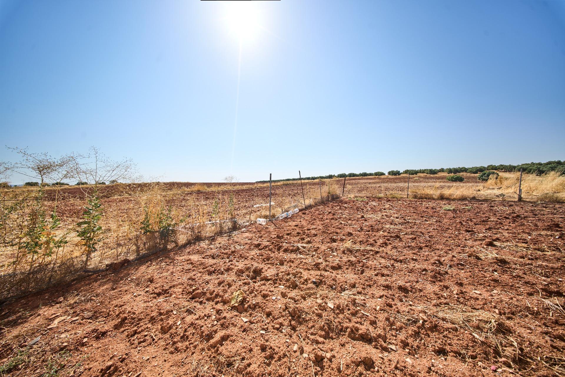 Fincas y solares-Venta-La Carolina-2053473-Foto-44