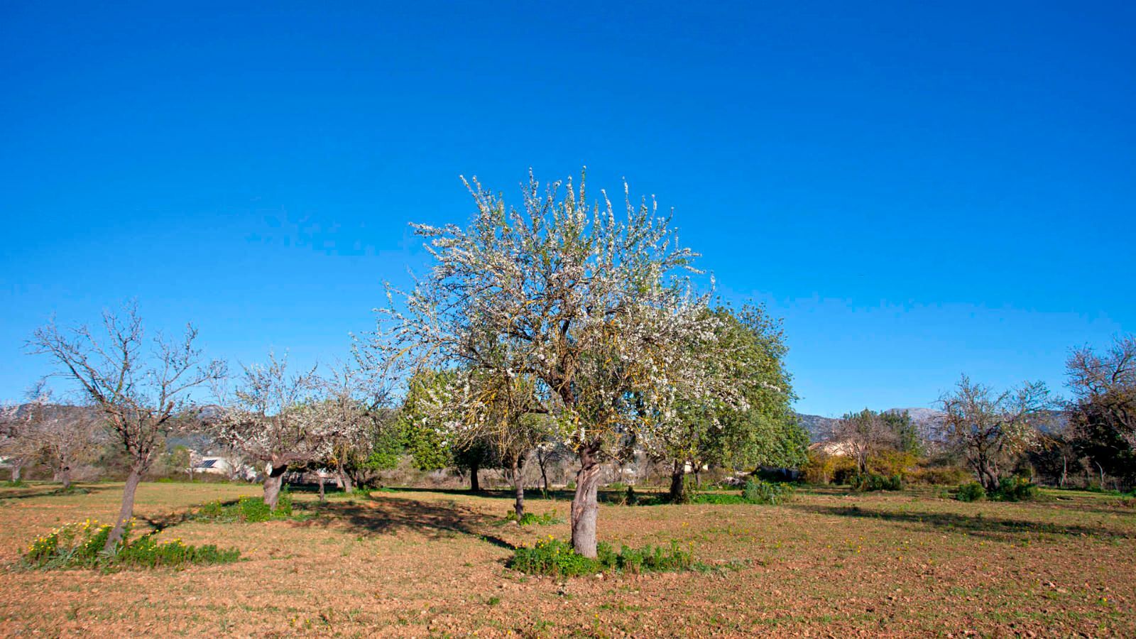 Casas o chalets-Venta-Selva-1419903-Foto-7
