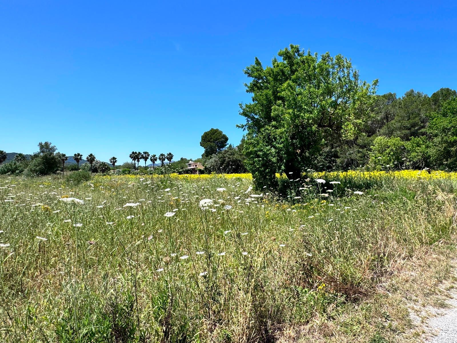 Fincas y solares-Venta-PollenÃ§a-1734190-Foto-8