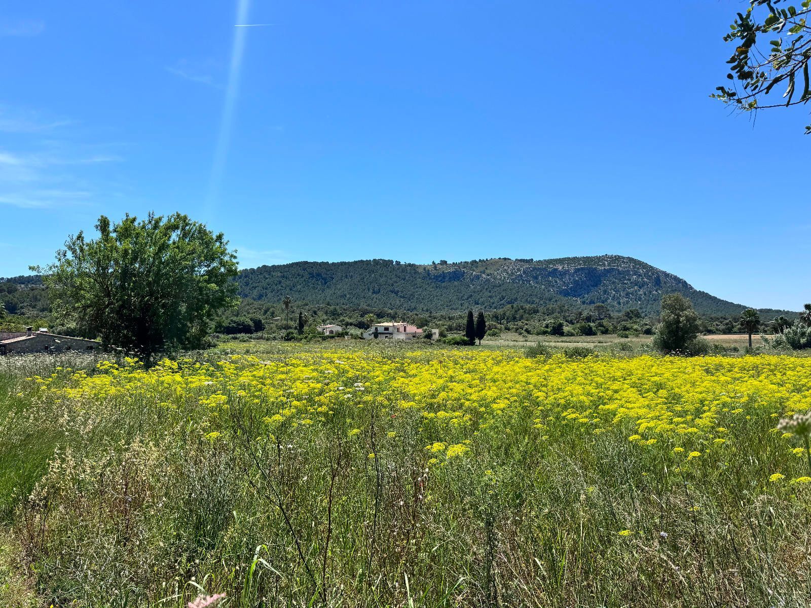Fincas y solares-Venta-PollenÃ§a-1734190-Foto-7