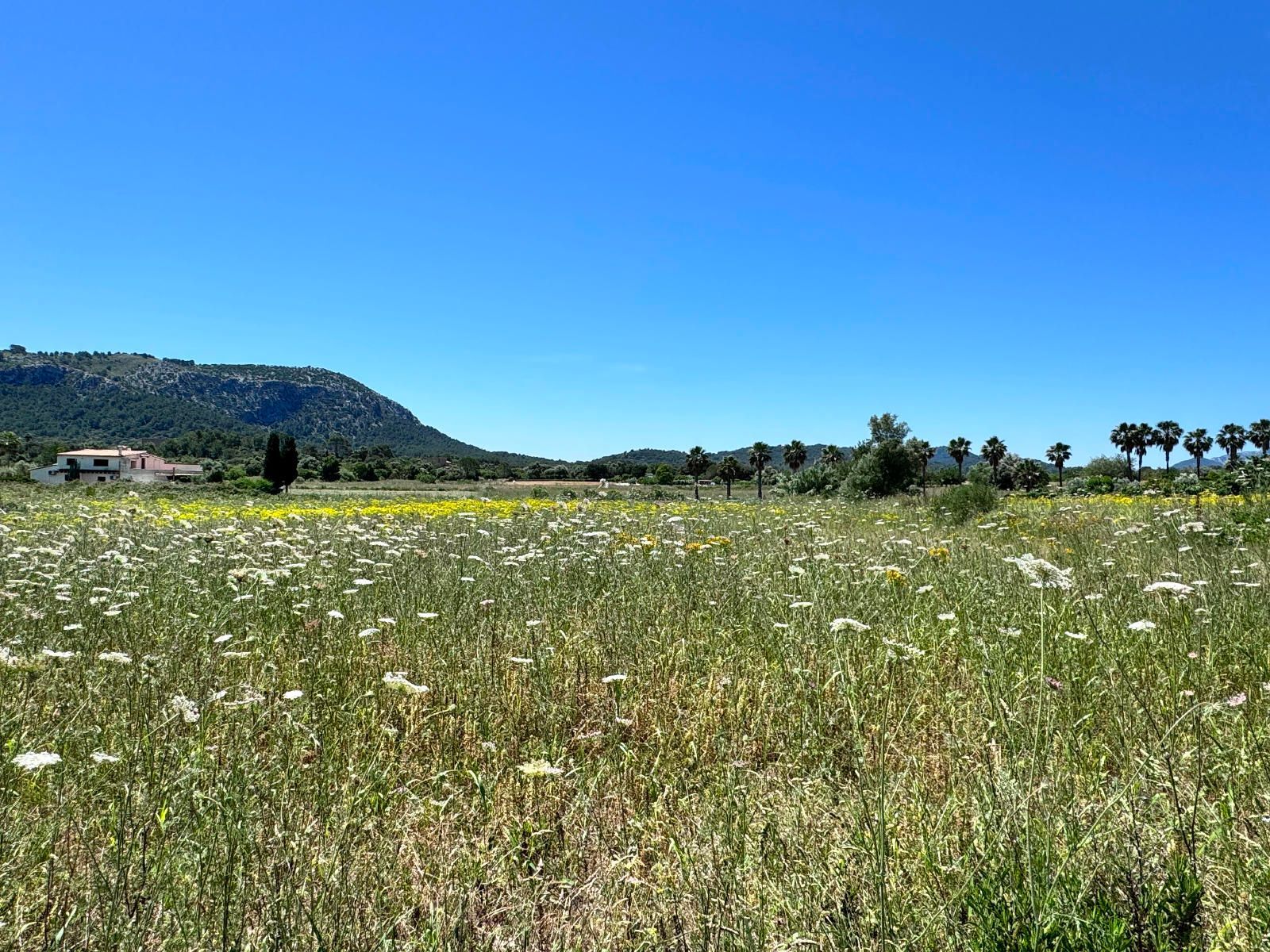 Fincas y solares-Venta-PollenÃ§a-1734190-Foto-9