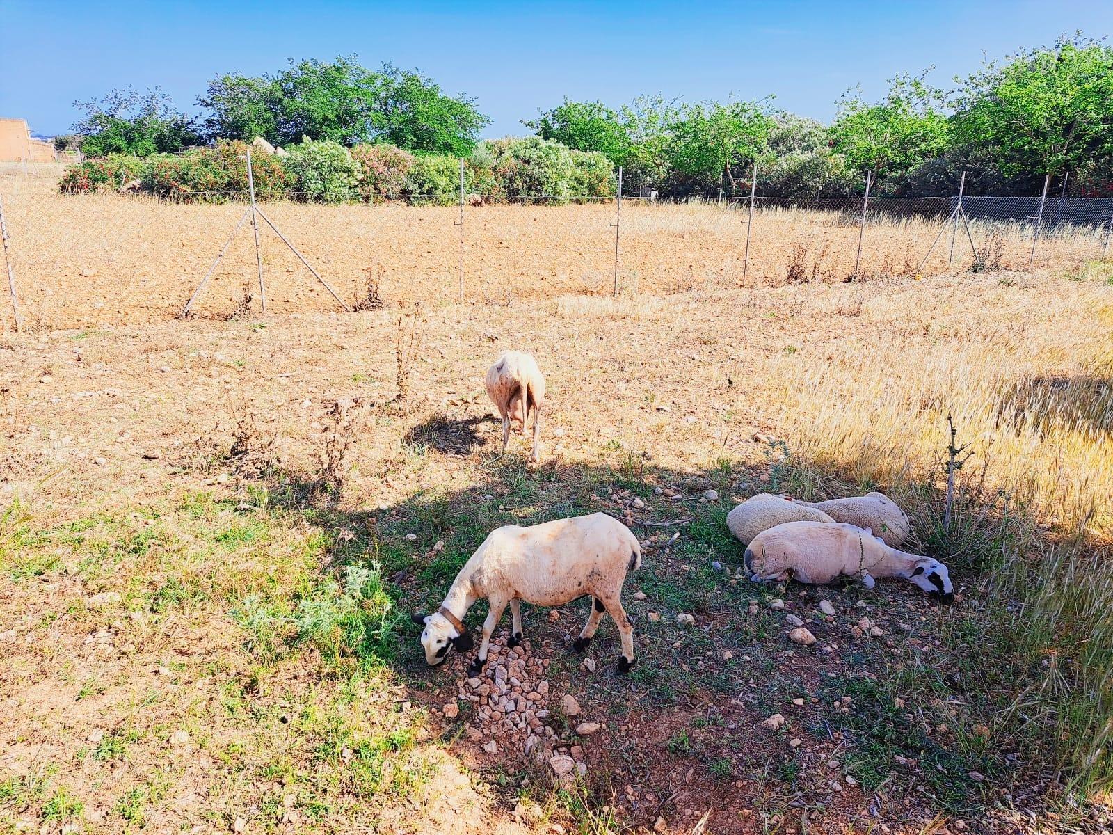 Pisos-Venta-Binissalem-1832243-Foto-13