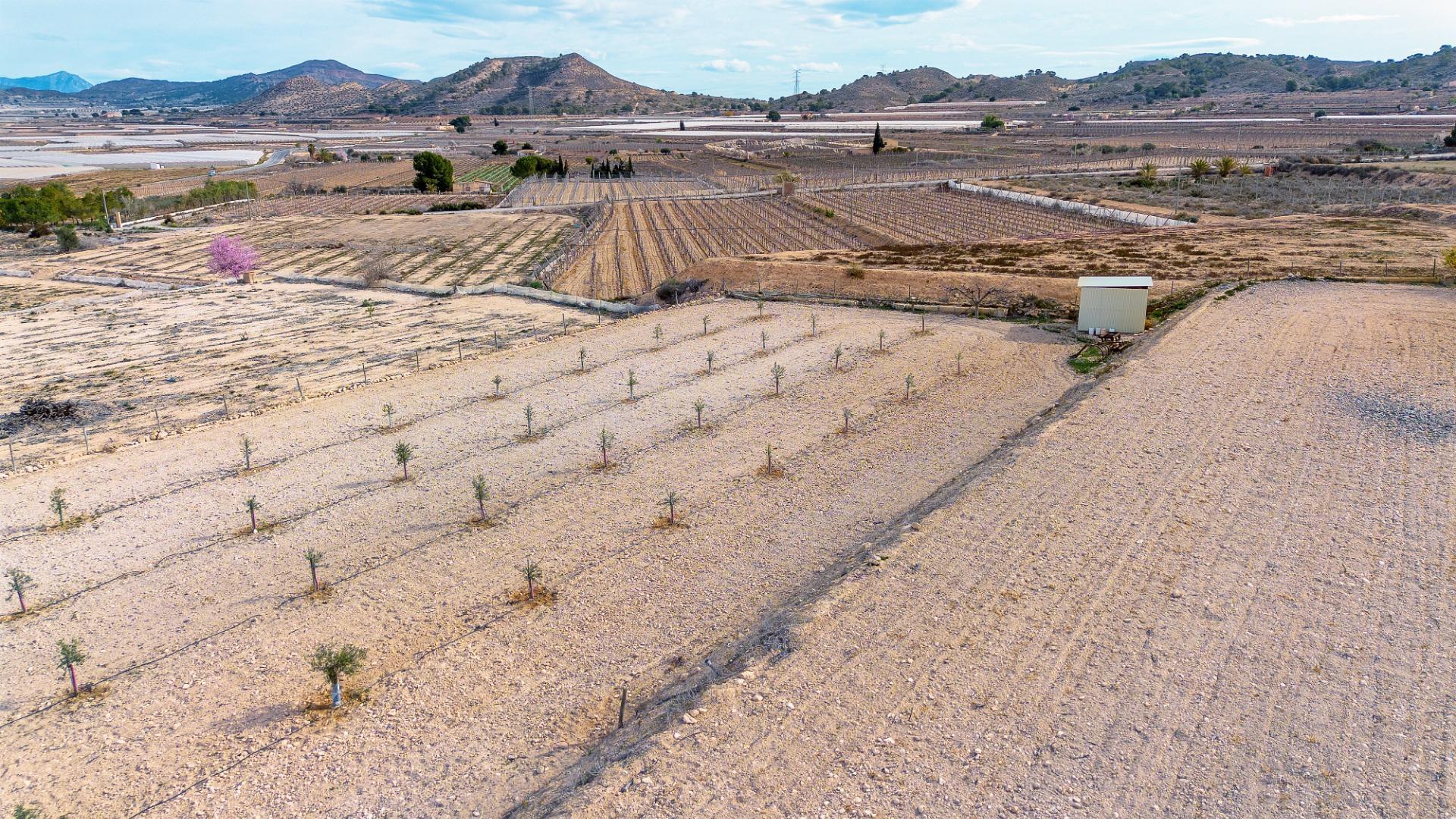 Fincas y solares-Venta-Monforte del Cid-1652916-Foto-9