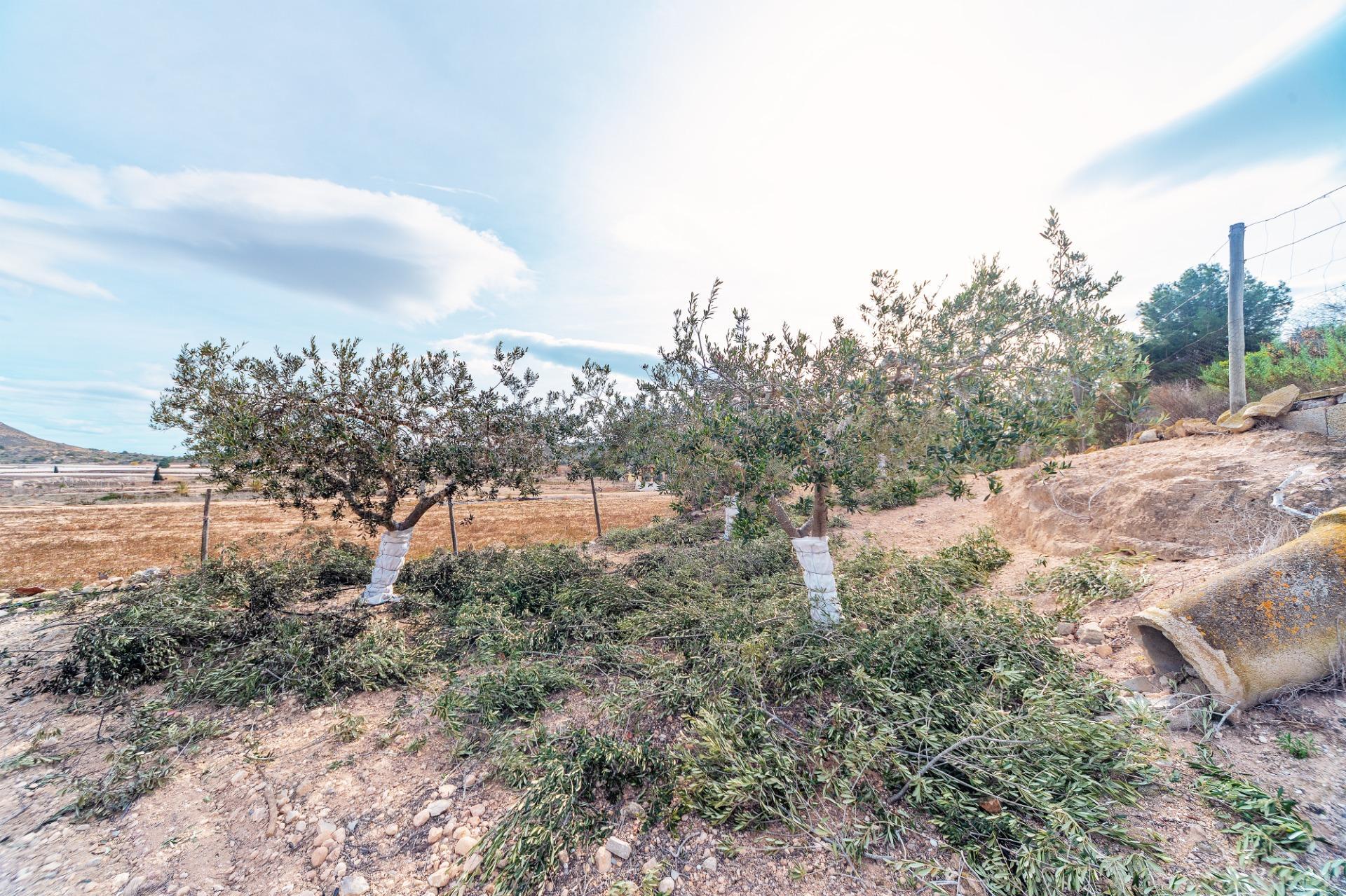 Fincas y solares-Venta-Monforte del Cid-1652916-Foto-17