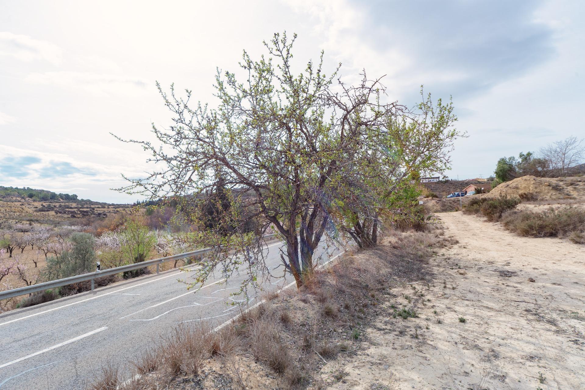 Fincas y solares-Venta-Aspe-1652892-Foto-12