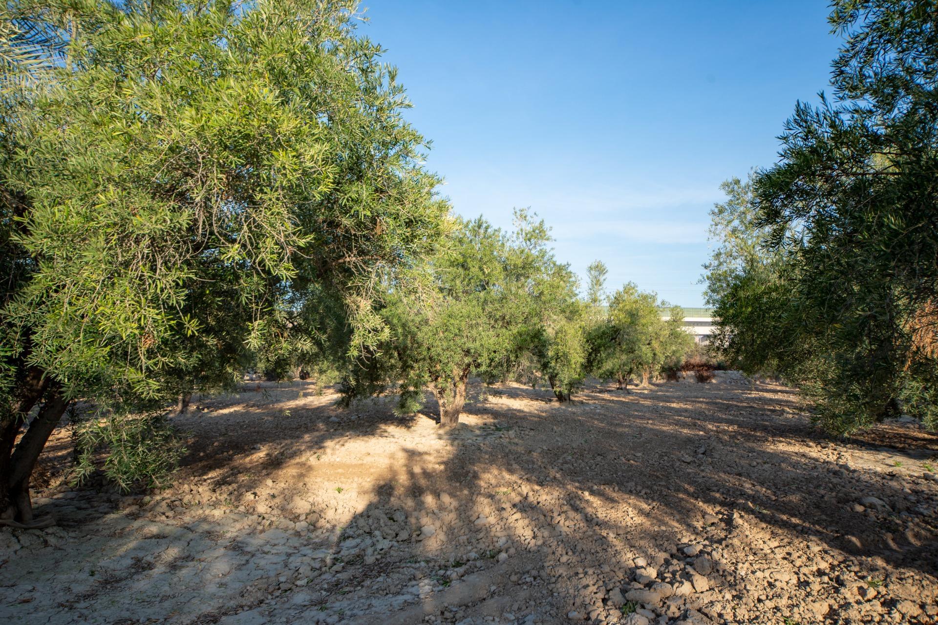 Pisos-Venta-Crevillent-1508304-Foto-21