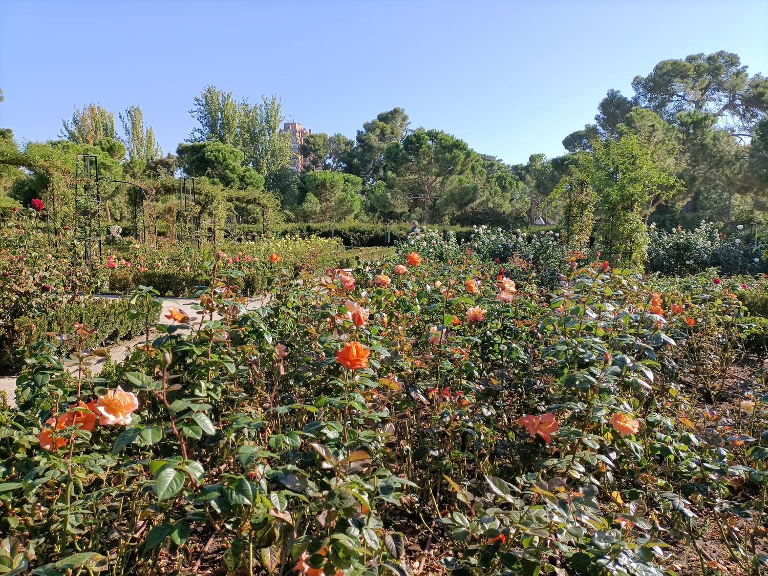Pisos-Alquiler-Madrid-1700991-Foto-25