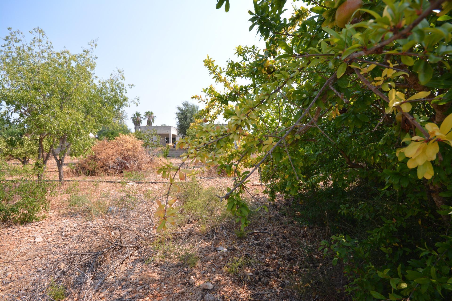 Fincas y solares-Venta-MarratxÃ­-1836479-Foto-9