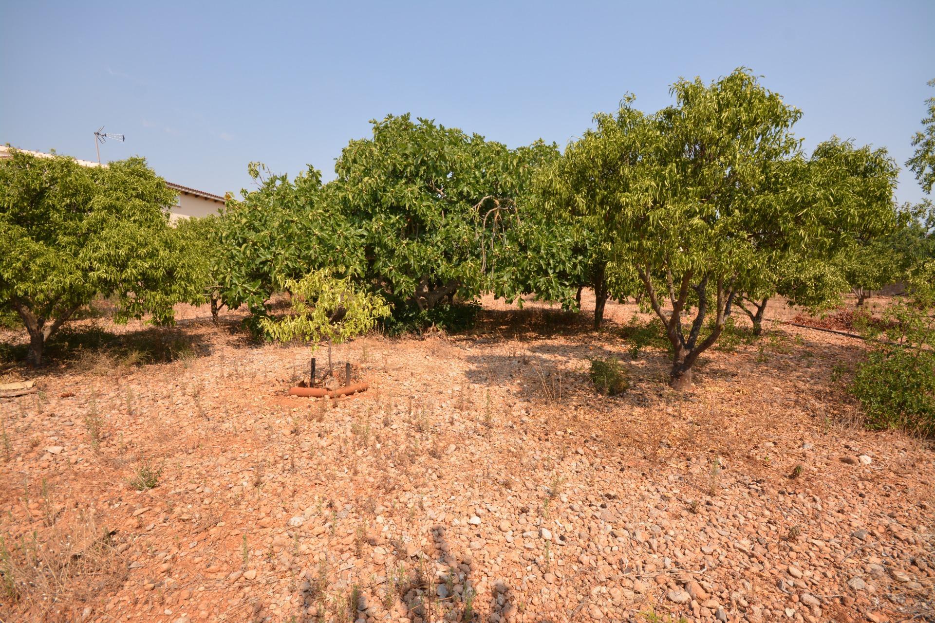 Fincas y solares-Venta-MarratxÃ­-1836479-Foto-10