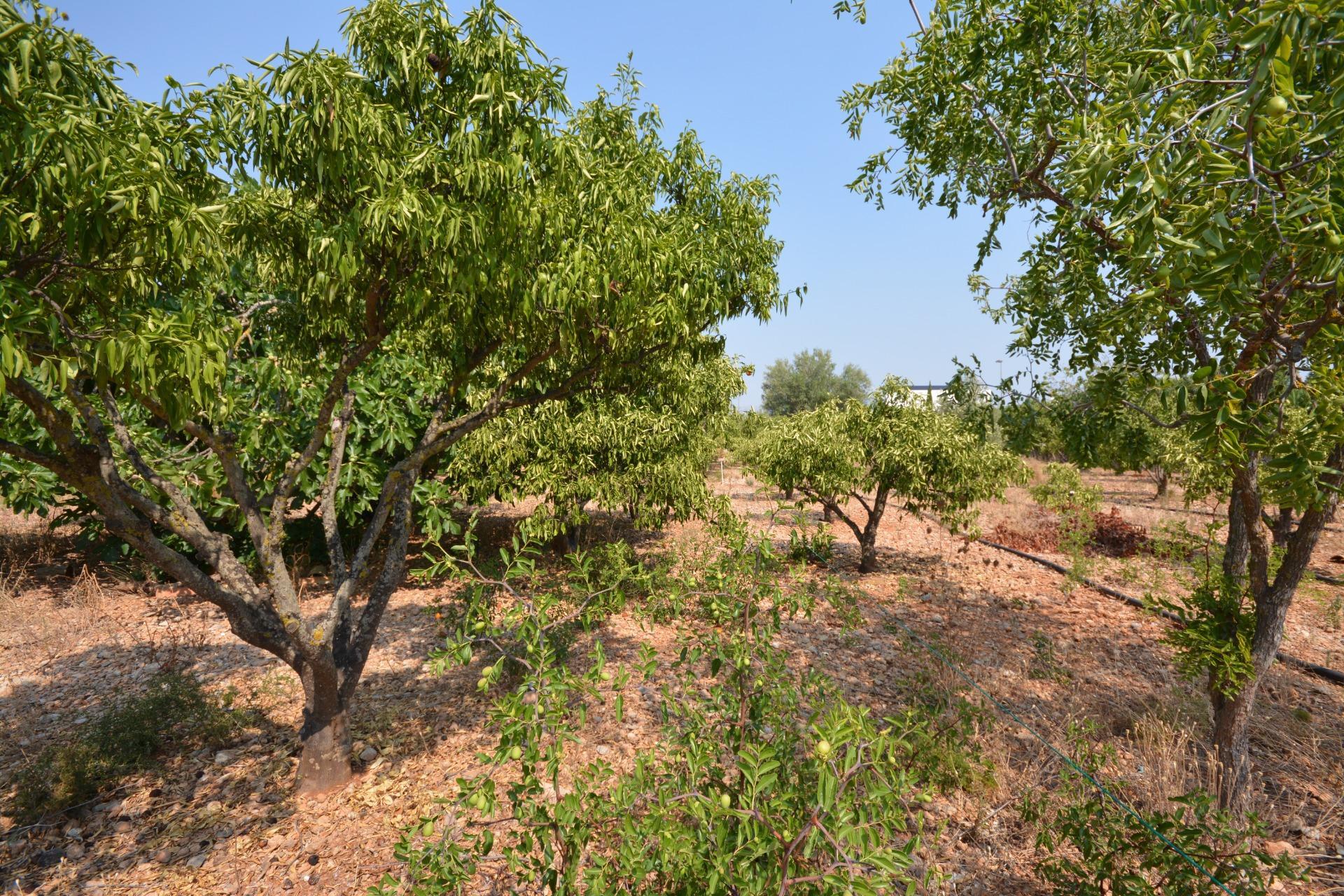 Fincas y solares-Venta-MarratxÃ­-1836479-Foto-11