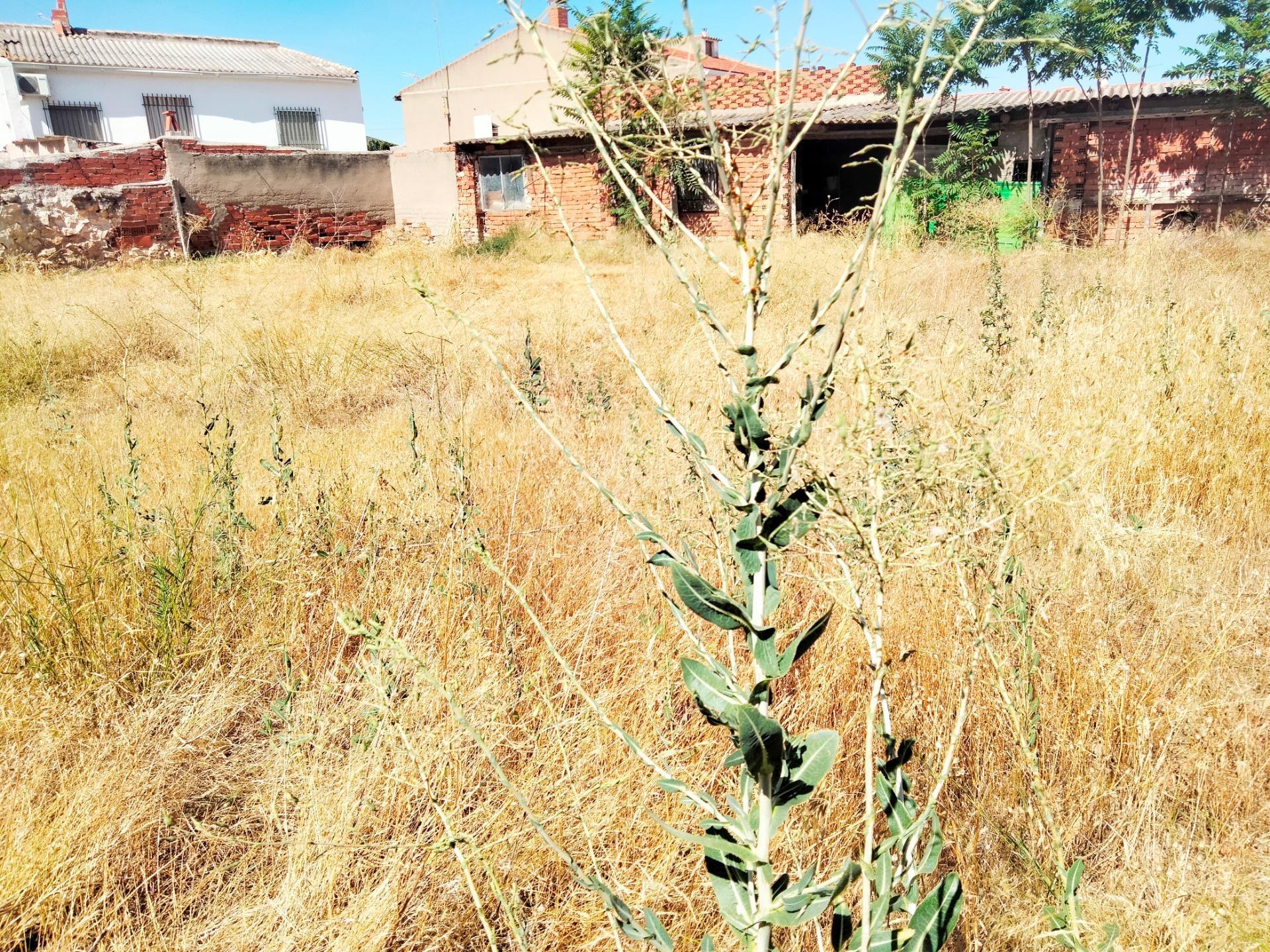 Casas o chalets-Venta-Lillo-1827905-Foto-37