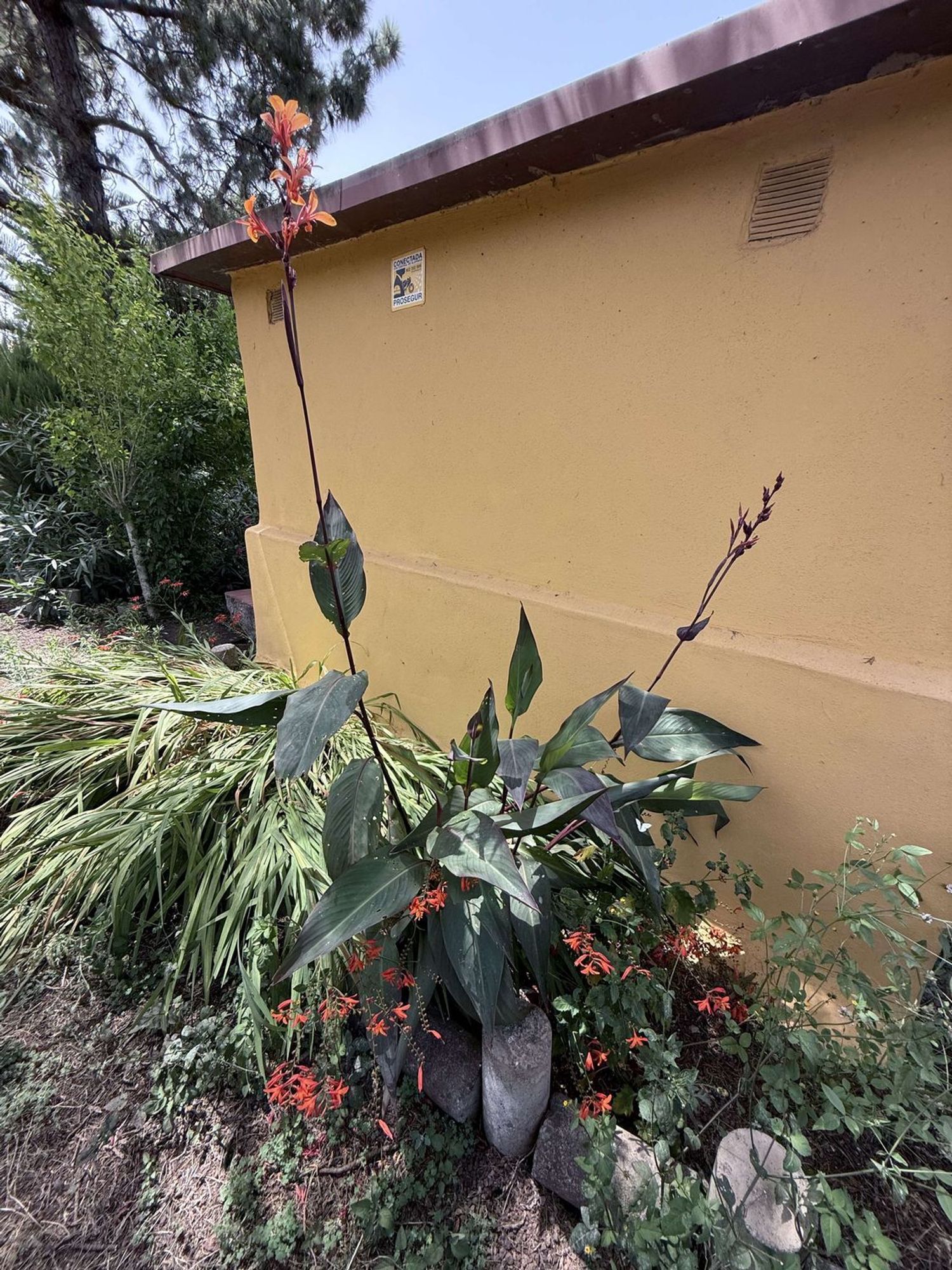 Pisos-Venta-El Sauzal-1834440-Foto-51