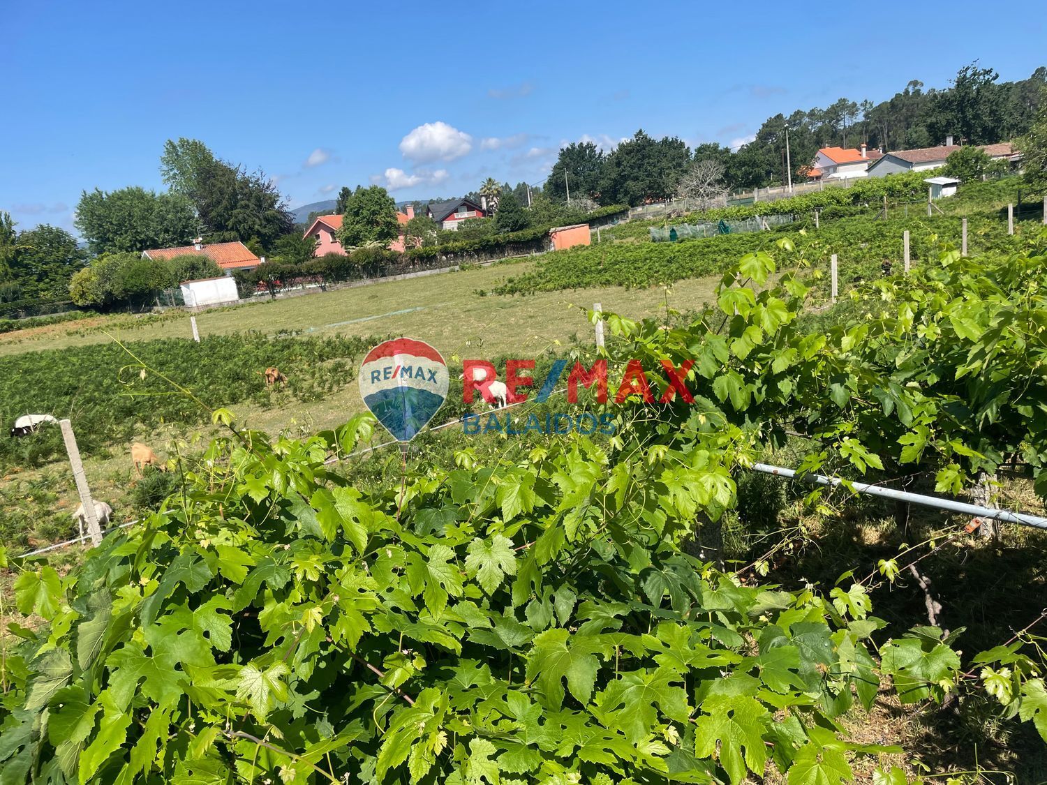 Casas o chalets-Venta-TomiÃ±o-898667-Foto-42