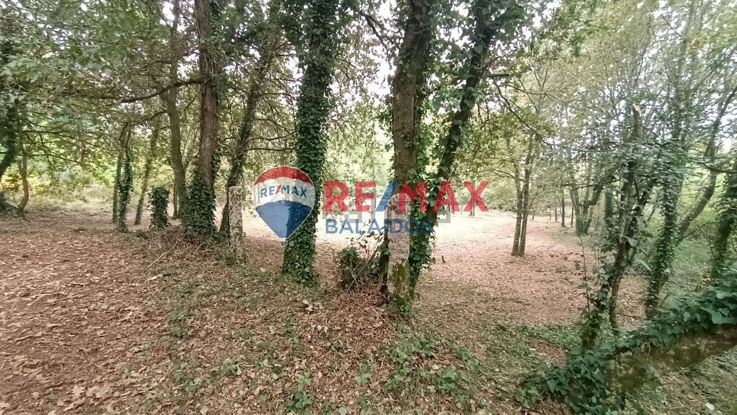 Fincas y solares-Venta-O PorriÃ±o-994926-Foto-16