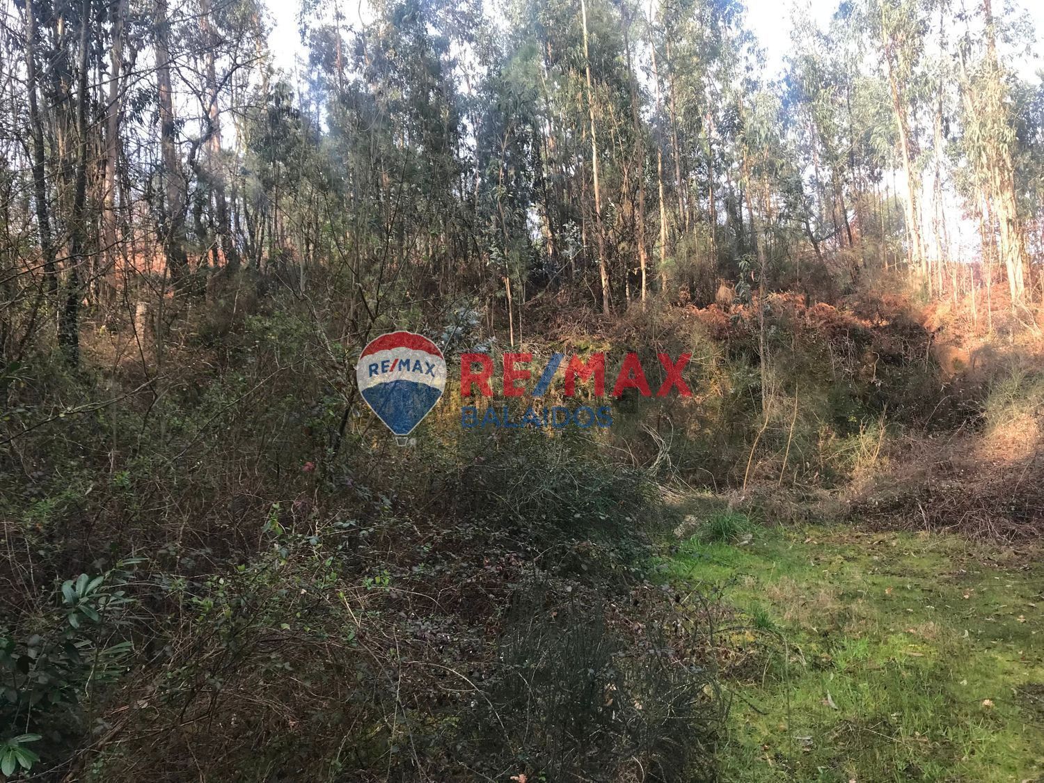 Fincas y solares-Venta-O PorriÃ±o-994926-Foto-14