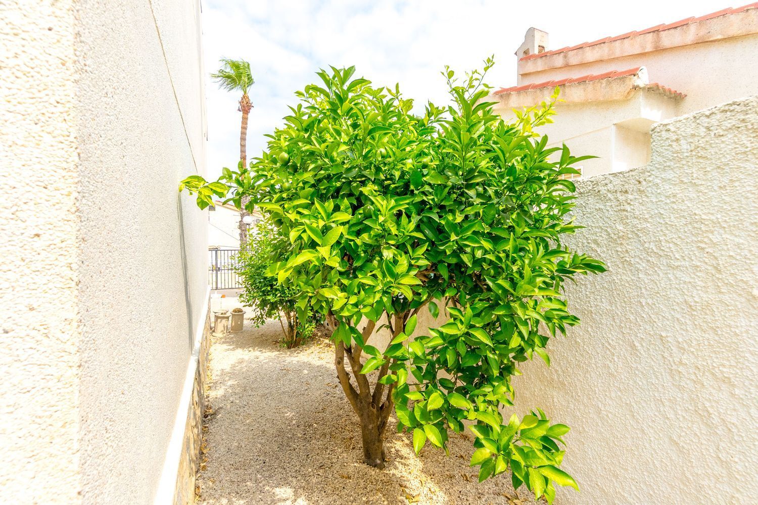 Casas o chalets-Venta-Ciudad Quesada-1834807-Foto-20
