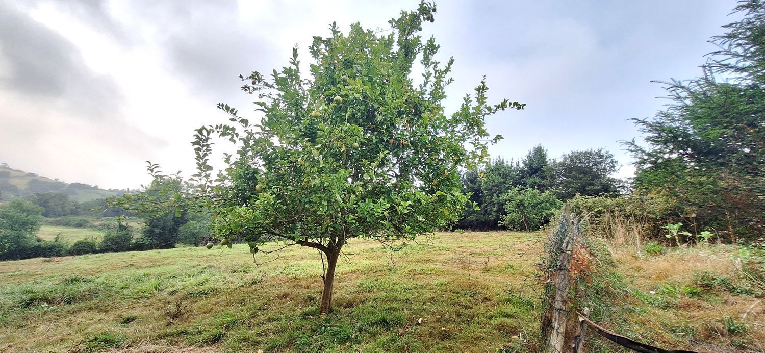 Fincas y solares-Venta-GijÃ³n-1834073-Foto-14