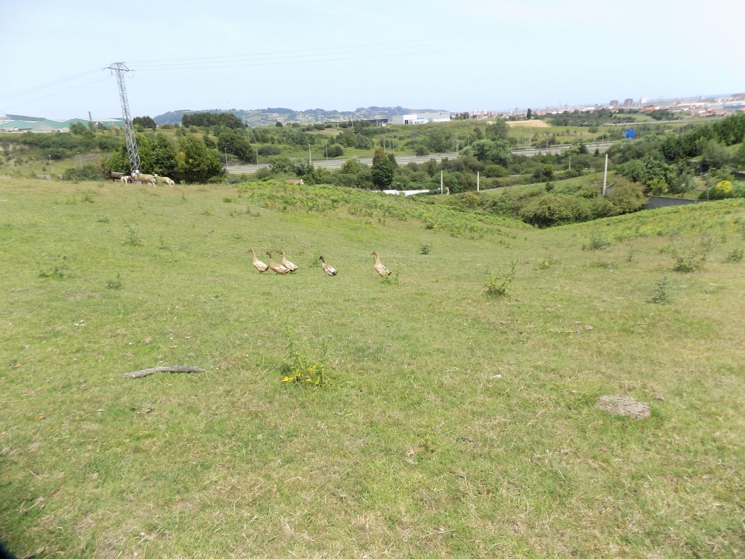 Fincas y solares-Venta-GijÃ³n-908089-Foto-10