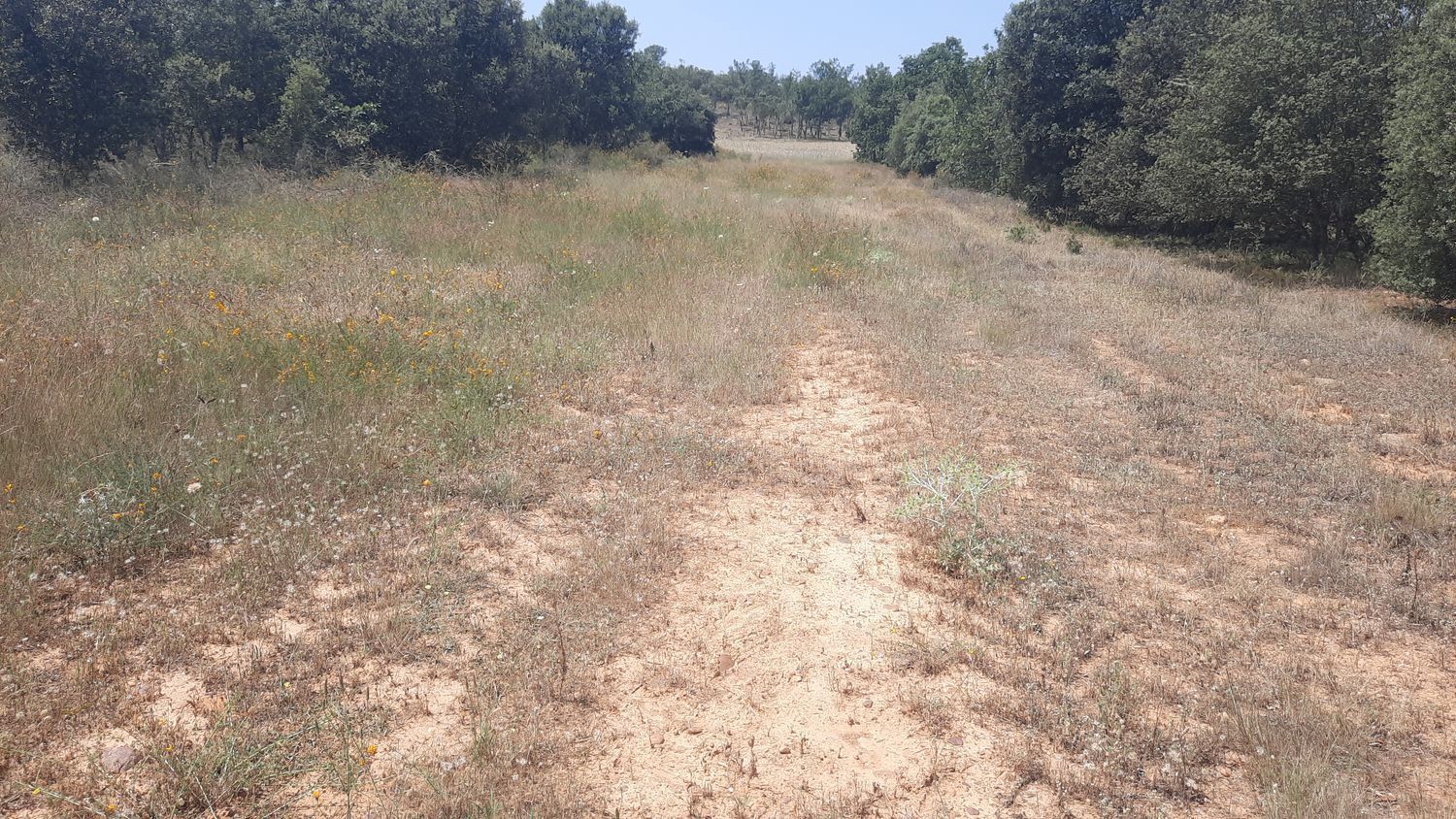 Fincas y solares-Venta-Villares de Ãrbigo-662264-Foto-11