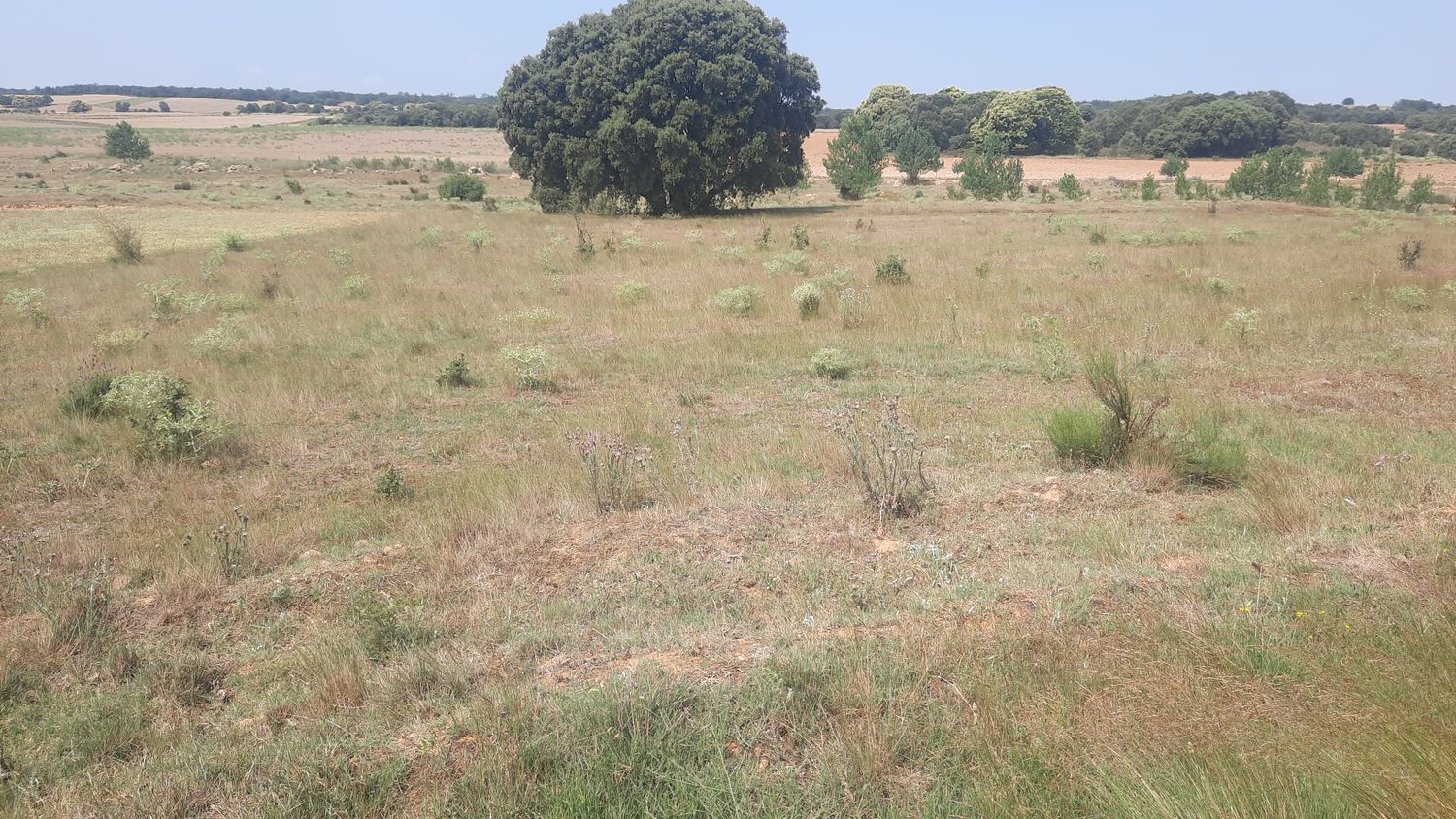 Fincas y solares-Venta-Villares de Ãrbigo-662264-Foto-16