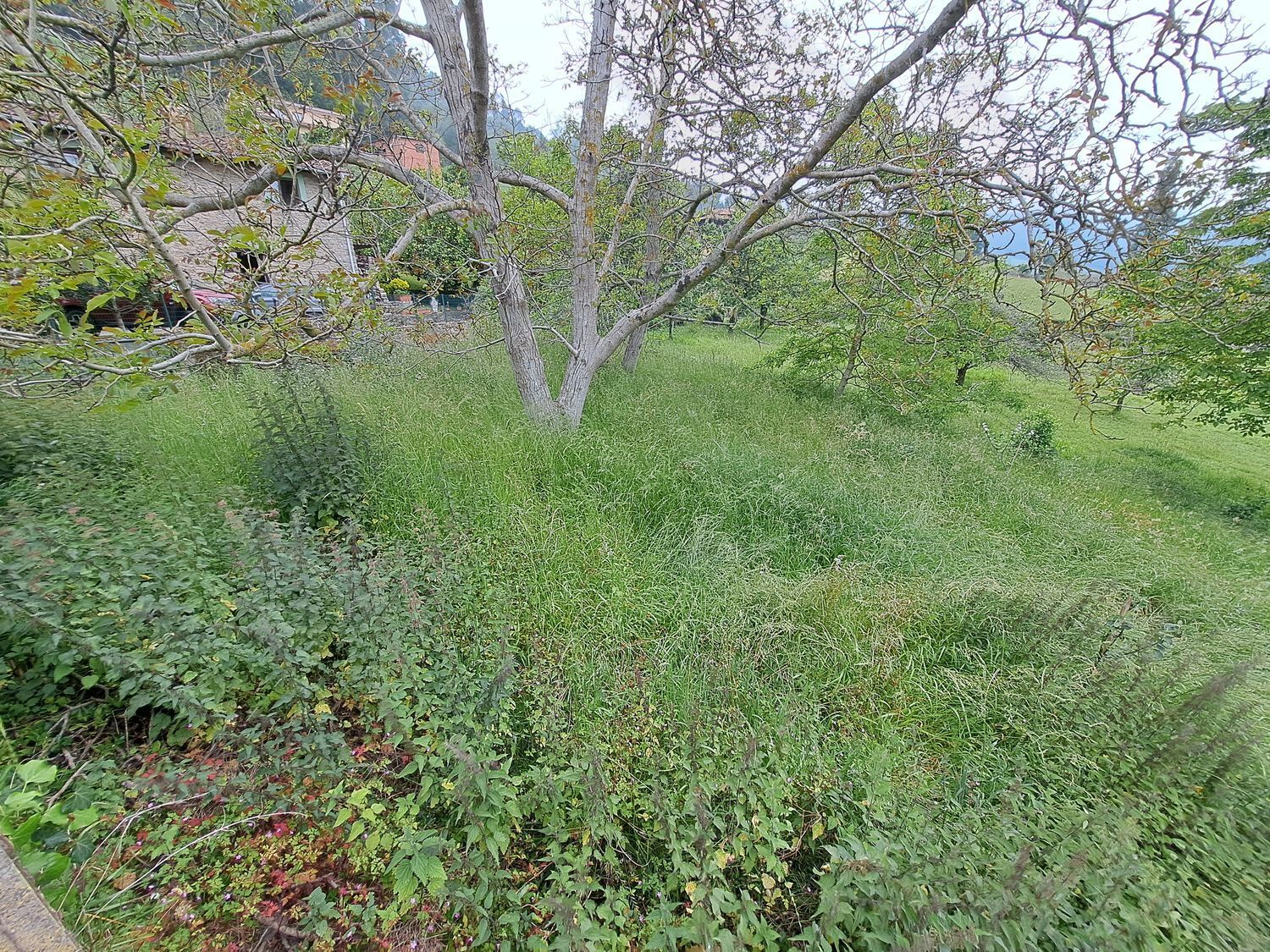Fincas y solares-Venta-Villaviciosa-1766343-Foto-3