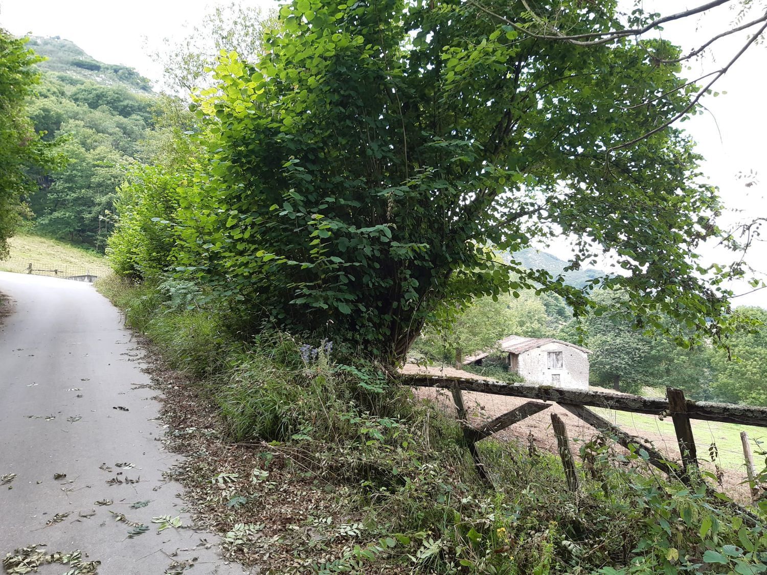 Propiedad en venta en Asturias, Onís