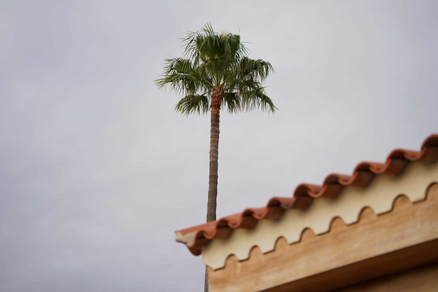 Casas o chalets-Venta-San BartolomÃ© de Tirajana-1834401-Foto-80