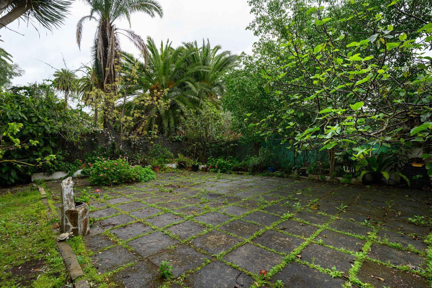 Casas o chalets-Venta-Santa BrÃ­gida-1763429-Foto-3