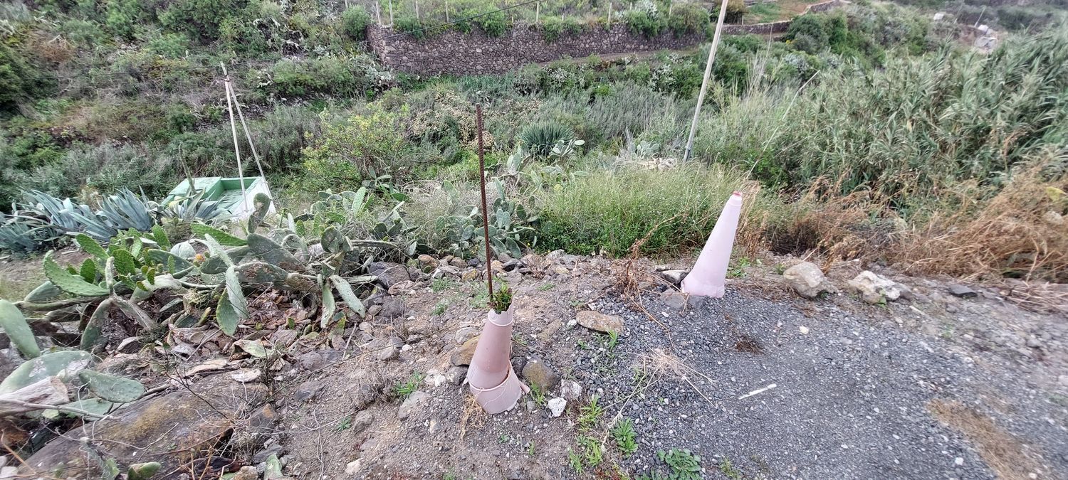 Casas o chalets-Venta-Santa MarÃ­a de GuÃ­a de Gran Canaria-1717056-Foto-37