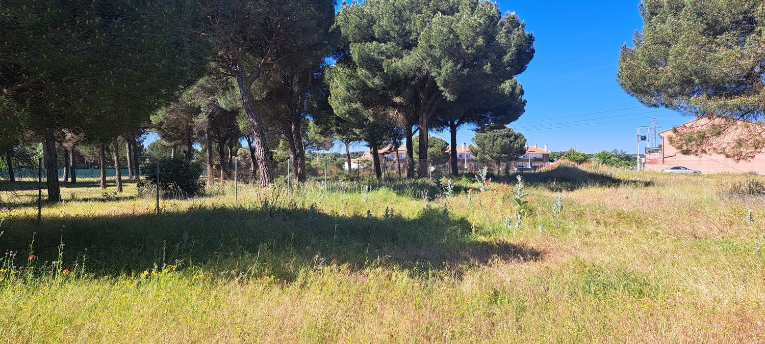 Fincas y solares-Venta-Laguna de Duero-1734169-Foto-2