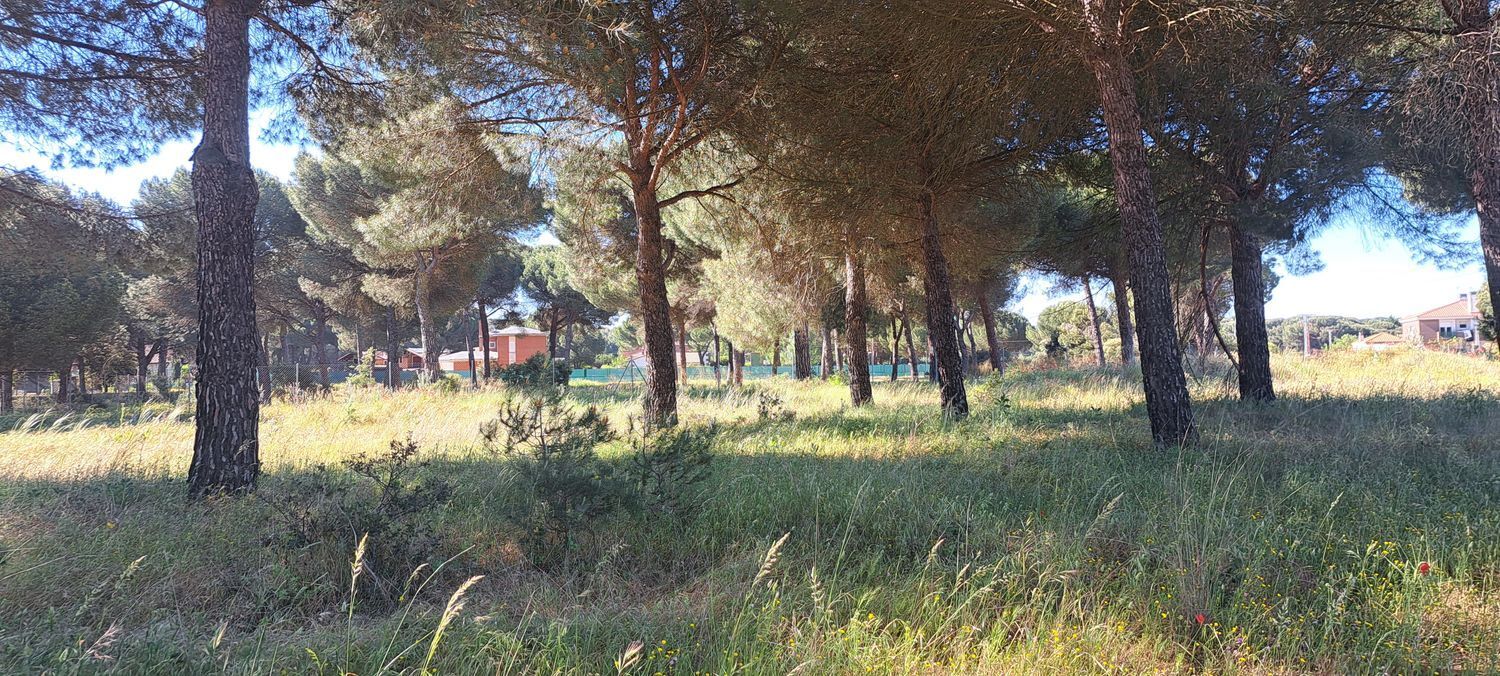 Fincas y solares-Venta-Laguna de Duero-1734169-Foto-14