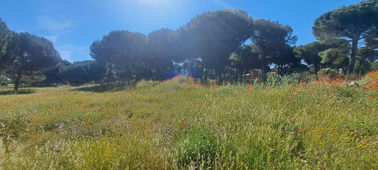 Fincas y solares-Venta-Laguna de Duero-1734169-Foto-26
