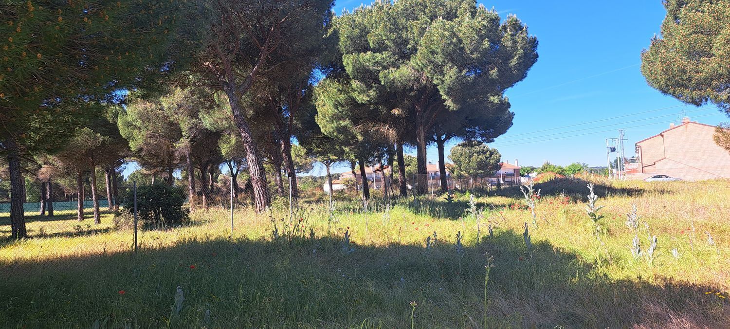 Fincas y solares-Venta-Laguna de Duero-1734169-Foto-28