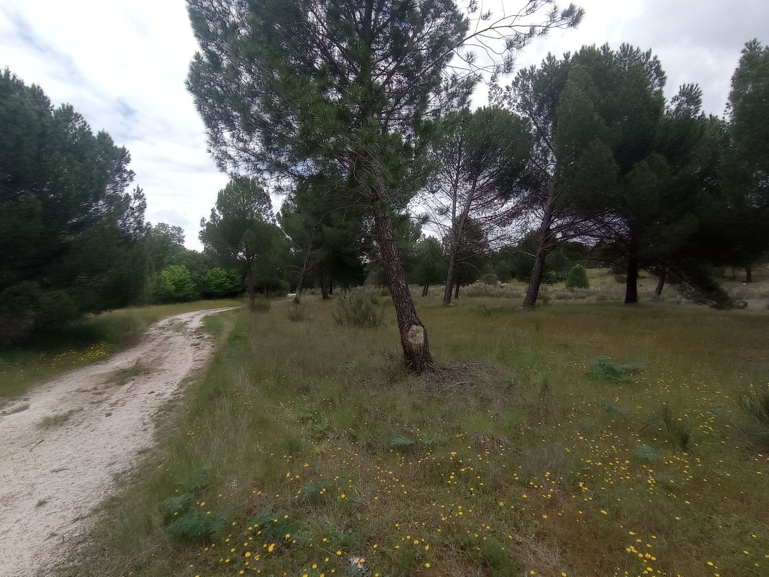 Fincas y solares-Venta-Matapozuelos-1743367-Foto-4