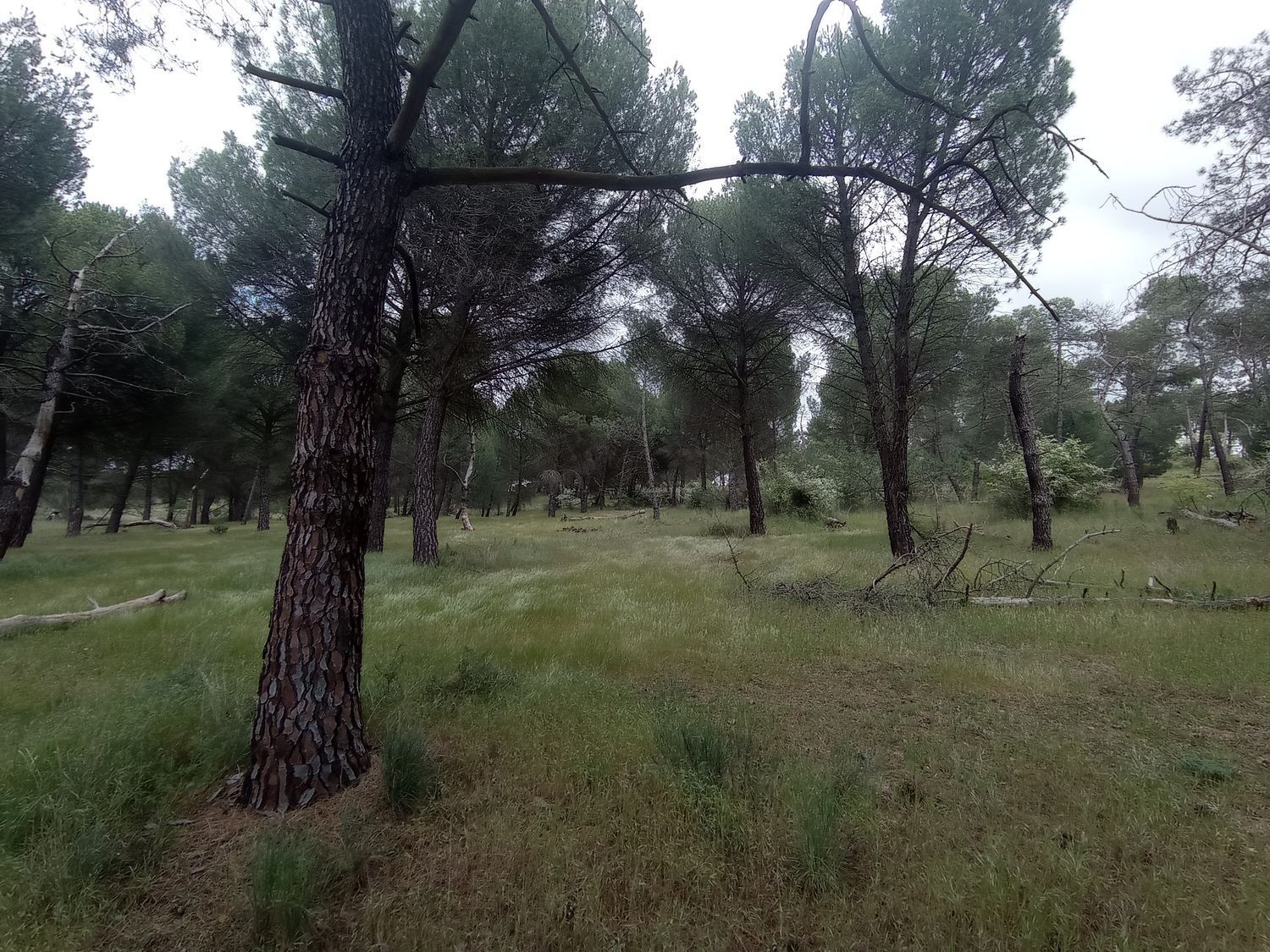 Fincas y solares-Venta-Matapozuelos-1743367-Foto-17