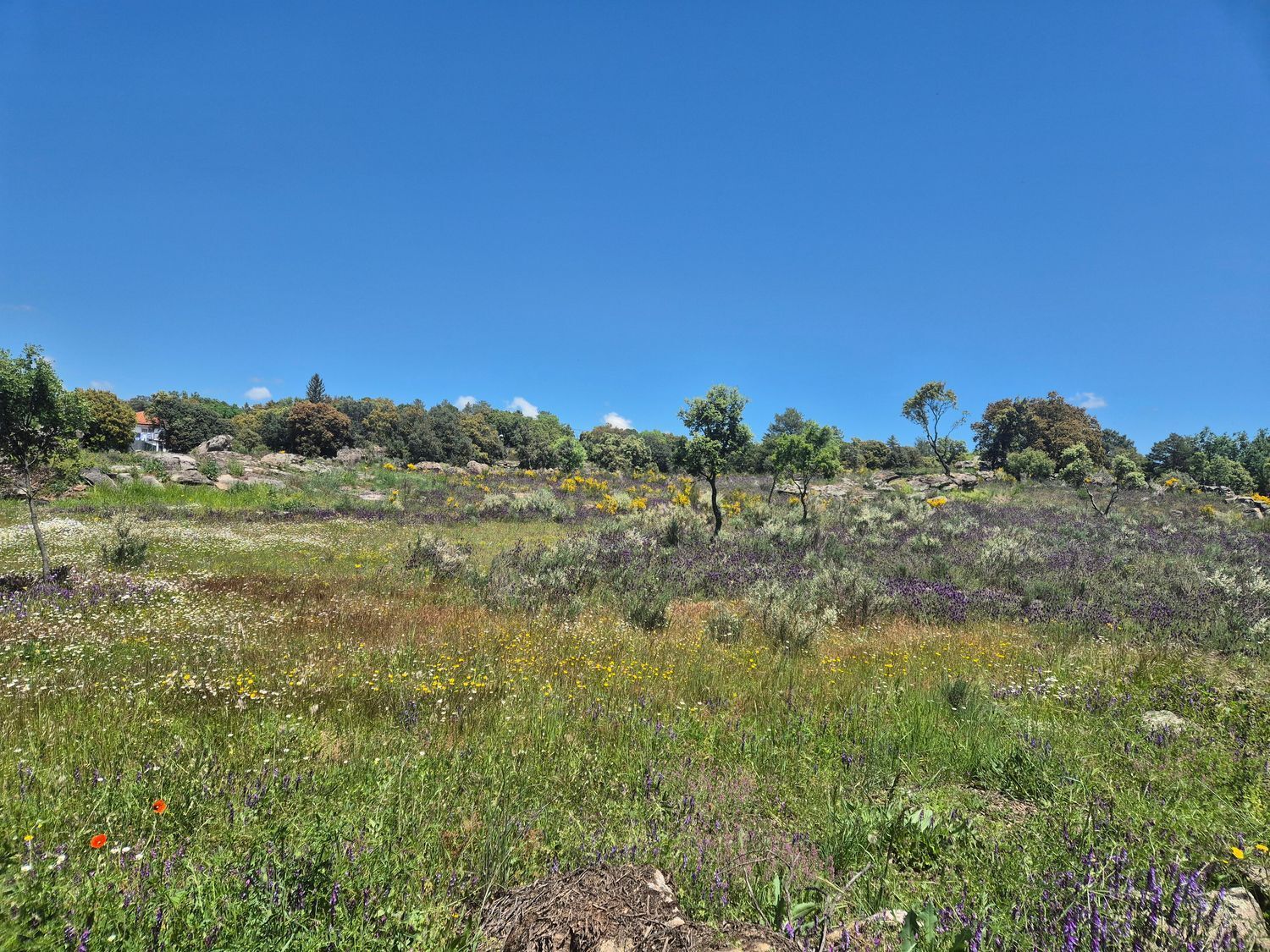 Fincas y solares-Venta-Burgohondo-1834993