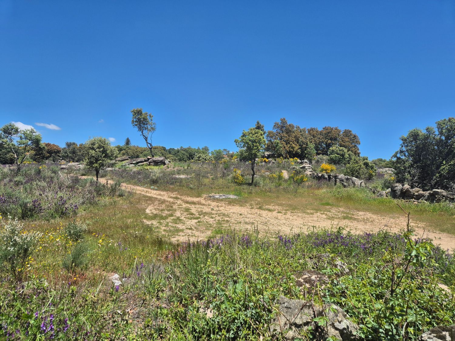 Fincas y solares-Venta-Burgohondo-1834993-Foto-4