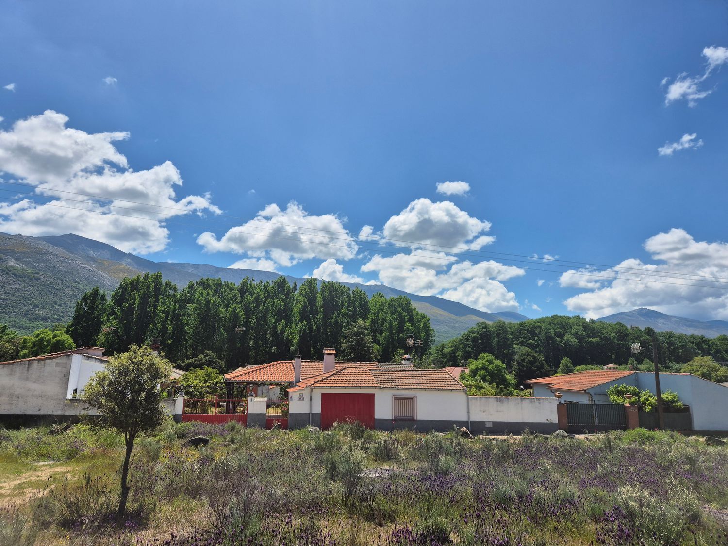 Fincas y solares-Venta-Burgohondo-1834993-Foto-5