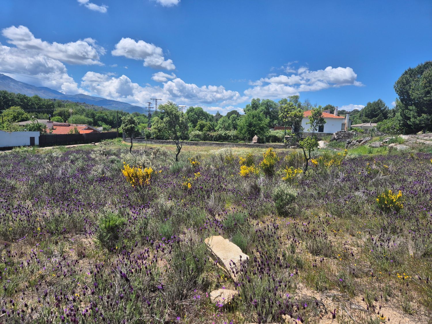 Fincas y solares-Venta-Burgohondo-1834993-Foto-6