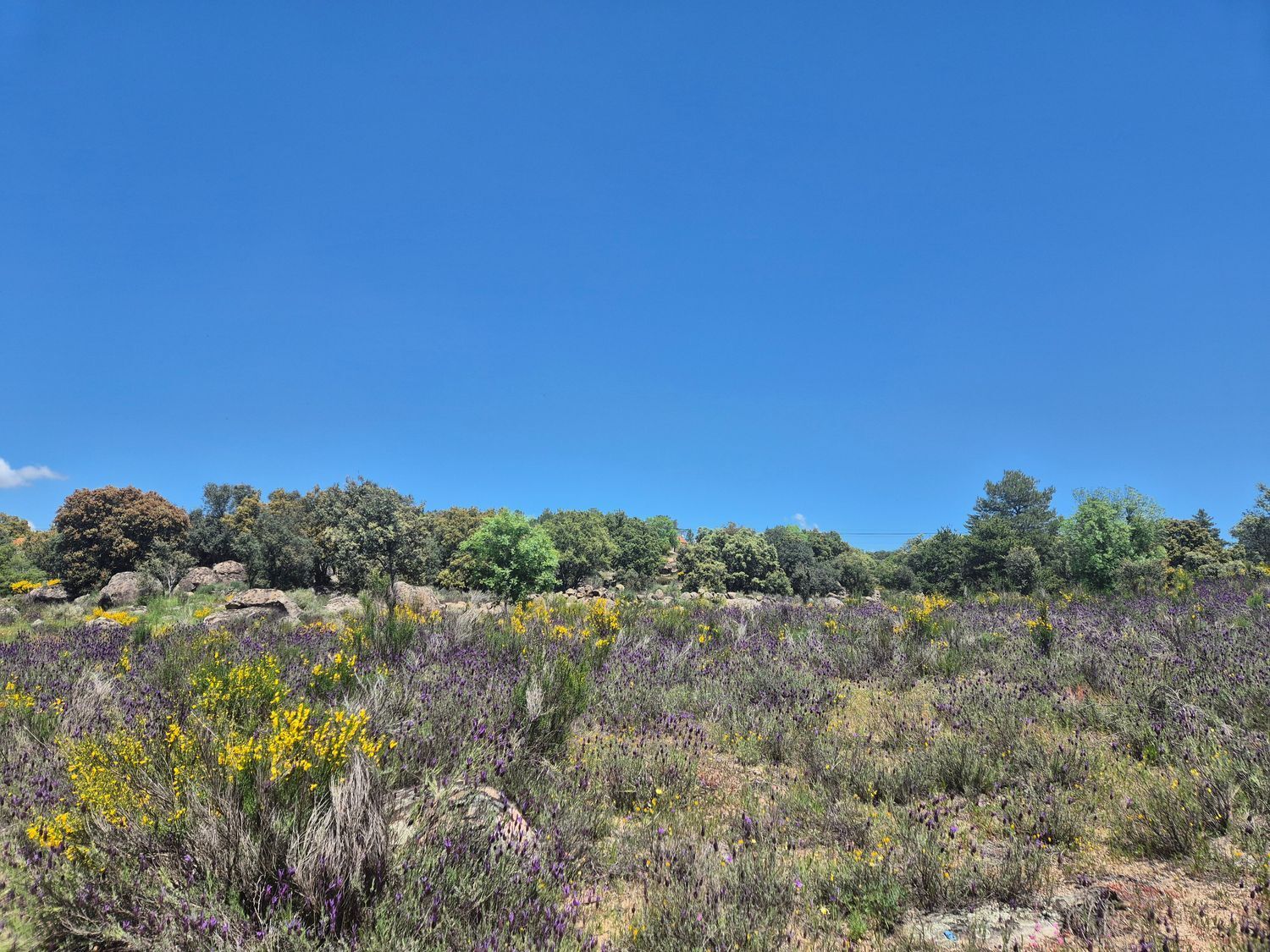 Fincas y solares-Venta-Burgohondo-1834993-Foto-7